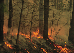 image_402M0JJ2BN.png